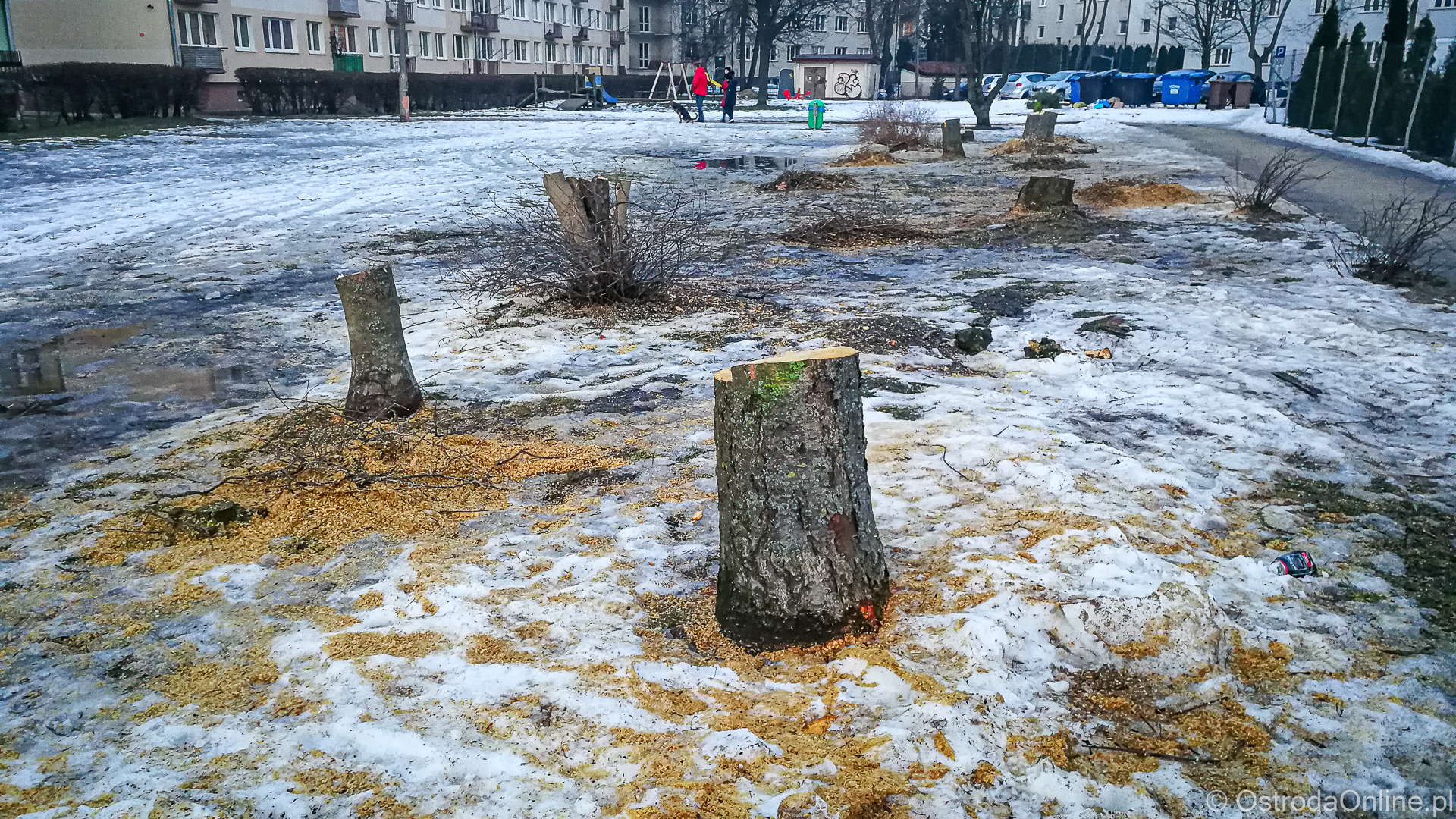 Wycinka drzew w miejscu nowego żłobka, foto: ostrodaonline.pl